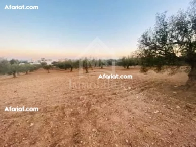 Terrain de 1000 m² à vendre à 200 MD à Hammamet Sud 51355351