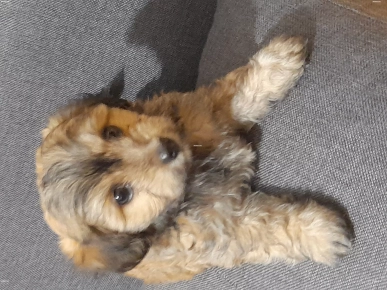 Disponible 2 bichons Disponible 2 bichons