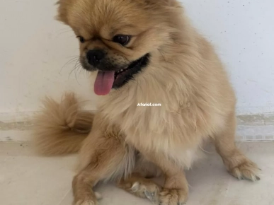 Chien pékinois