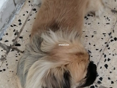 Pekenoi female Pekenoi female