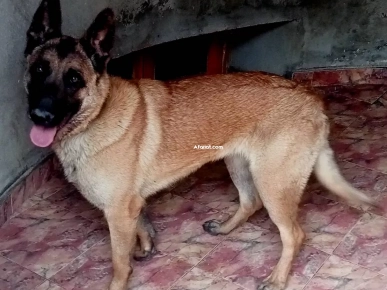 chienne berger malinois