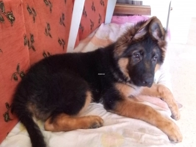 BERGER ALLEMAND BERGER ALLEMAND