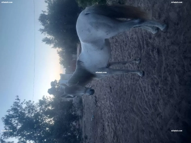 cheval Arabe-barb