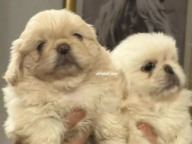 pekinois Males