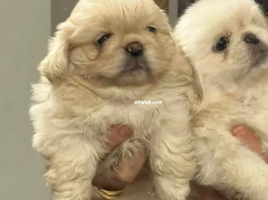 pekinois Males