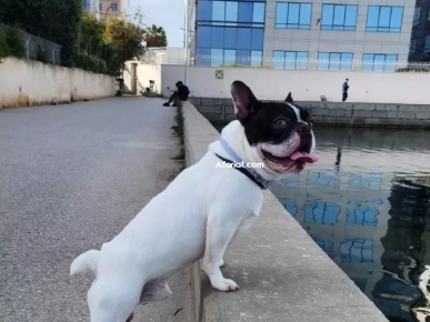 #للبيع contact WhatsApp 23 527 657 Cane in vendita Chien à vendre