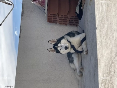 chien haski