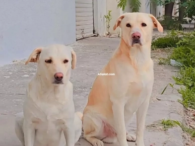 chien mâle labrador