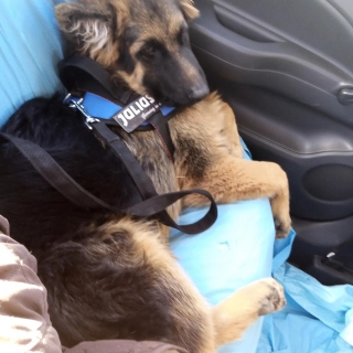 Berger allemand 7mois racePure et dressé Berger allemand 7mois racePure et dressé