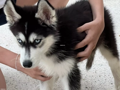 A vendre chiot Husky mâle A vendre chiot Husky mâle