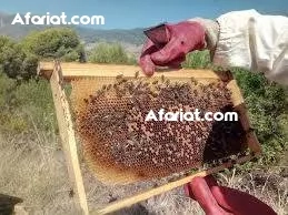 عسل حر مشاء الله ✅