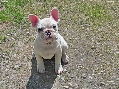 Bouledogue français mâle blanc