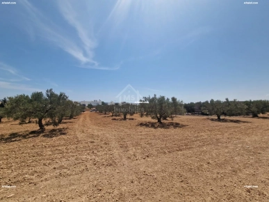 Terrain de 1000 m² à vendre à 200 MD à Hammamet Sud 51355351