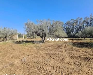 TERRAIN LOUMA V Birbouregba Hammamet T967