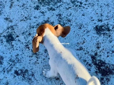 jack Russel