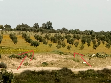 يع ارض فلاحية مثمرة مساحتها 5 هكتارات في جبل وسط يع ارض فلاحية مثمرة مساحتها 5 هكتارات في جبل وسط