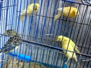 5 frou5 baldi 5 frou5 baldi