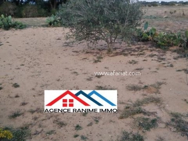 Terrain agricole de 6 hectares a el haouaria cap bon