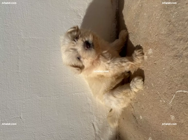 À vendre : Deux adorables femelles bichon maltais 