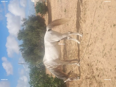 cheval Arabe-barb