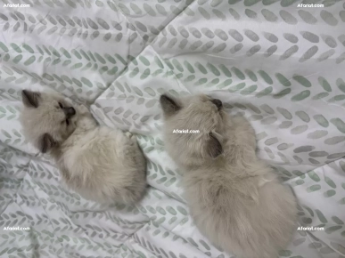 vendre deux chats