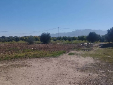 Ferme 11 hectares a vendre à Sbiba