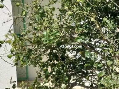 maison indépendante à el haouaria