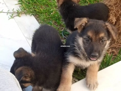 4 chiots berger allemand à vendre l'un à 400 dt