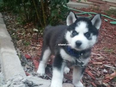 chien husky race pure