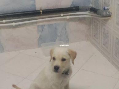Chien labrador à vendre Chien labrador à vendre
