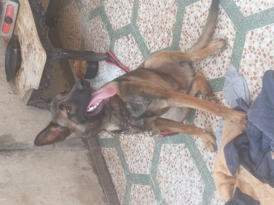 Malinois à vendre