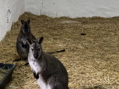 Disponible kangourous wallaby Disponible kangourous wallaby