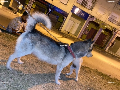 Femelle husky sibérien race pure Femelle husky sibérien race pure