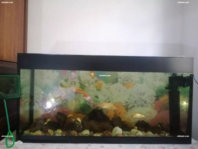 aquarium avec 7 poissons