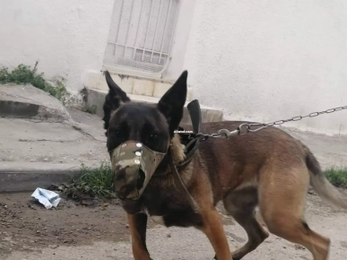 Chien berger Chien berger
