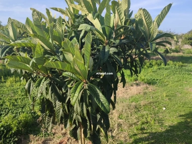 terrain agricole arboré terrain agricole arboré