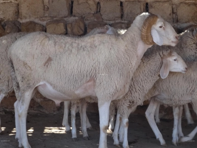 moutons à vendre à Foussana