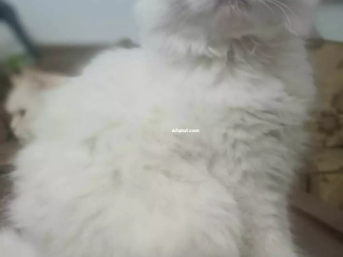 Persan blanc Persan blanc