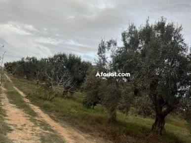 TERRAIN CLAUDIA Douikhla Hammamet Sud T1219