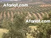 FERME 17 Ha  A  TUNIS FERME 17 Ha  A  TUNIS