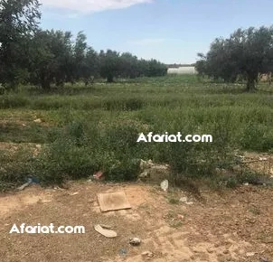 Terrain agricole 10403 m2 à Beni Hassen Gouvernorat de Monastir