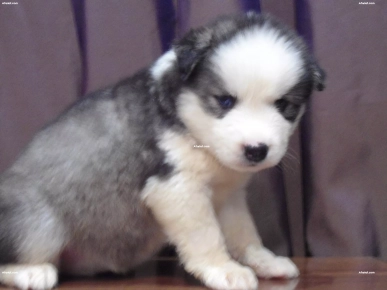 Husky  Poil long Husky  Poil long
