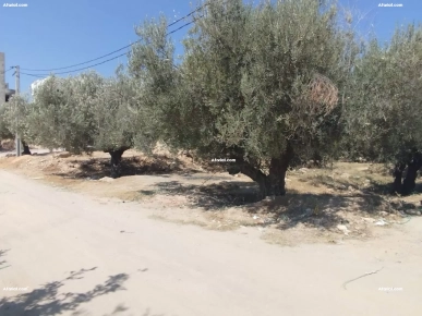 Terrain de 870 mètre carré à Oued larouk Akouda