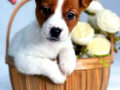 Chiots Jack Russell Jack Russel terrier Chiots Jack Russell Jack Russel terrier