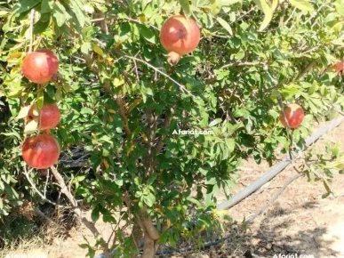 terrain contenant plusieurs arbres