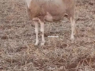 على بركة الله غنم دارة يخلق ربي فيها صردي و الغربي ولاد جلال