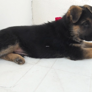 Chiots Berger Allemand Pure Race Vaccinés et Vermifugés Chiots Berger Allemand Pure Race Vaccinés et Vermifugés