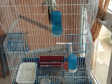 Calopsitte avec son cage sur support