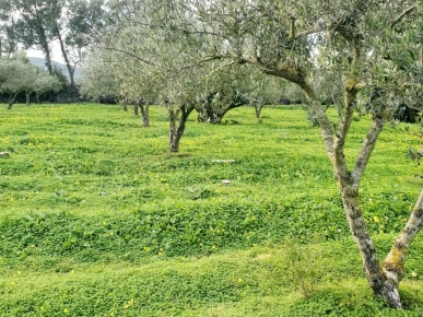 سانية للبيع في الضهاري سليمان ـ ولاية نابل