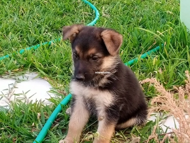 4 chiots berger allemand à vendre l'un à 400 dt